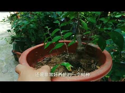 榔榆 盆景 植物 澆水 榆樹|榆樹盆景的製作與養護